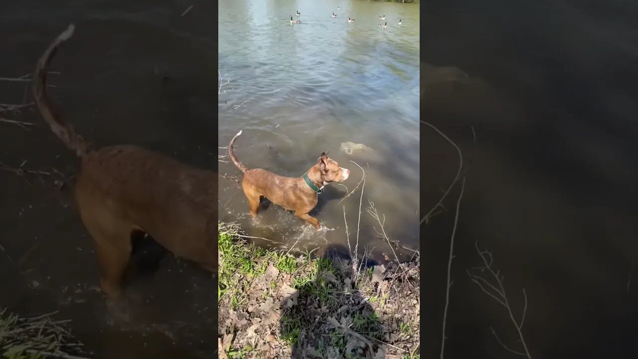 Pup showing off her swimming skills now.