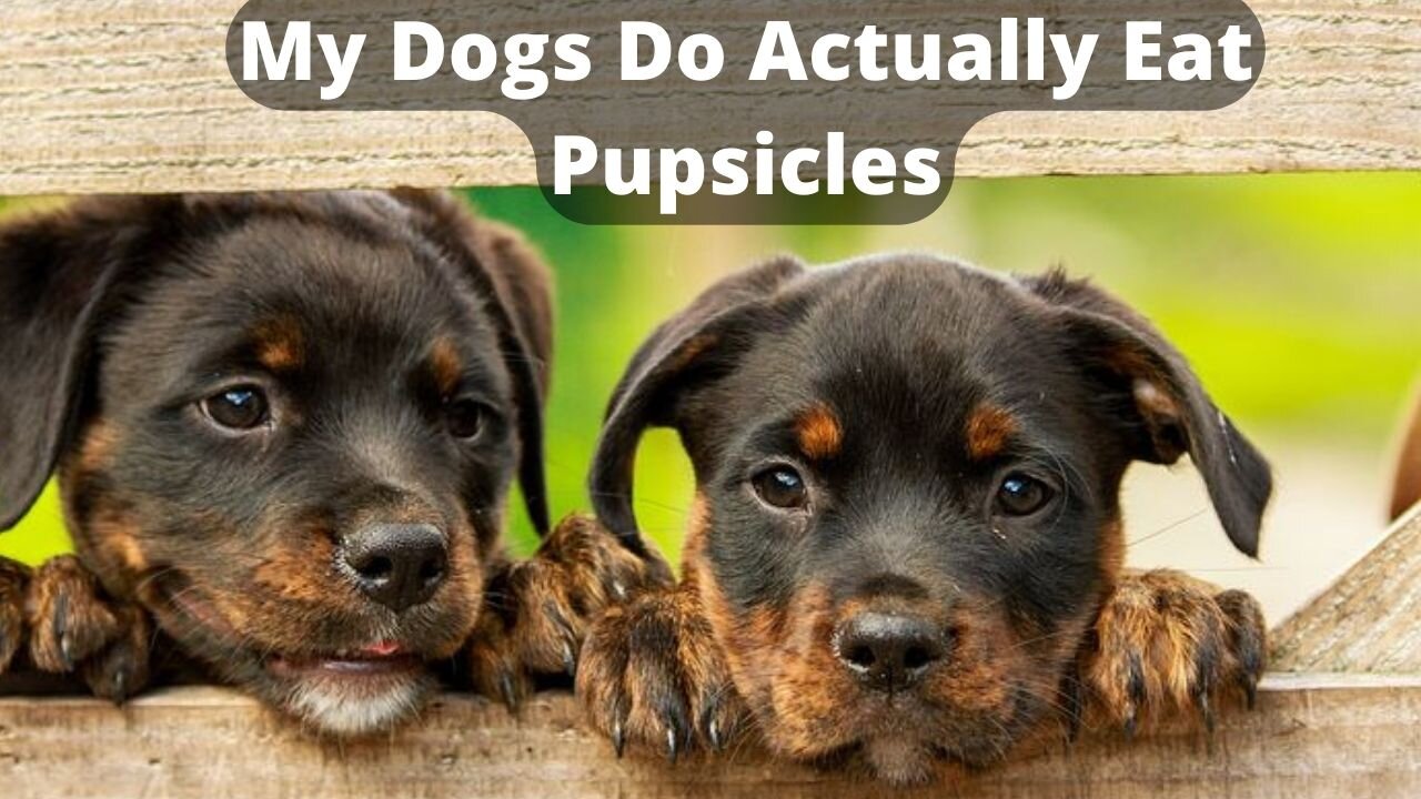 My Dogs Do Actually Eat Pupsicles