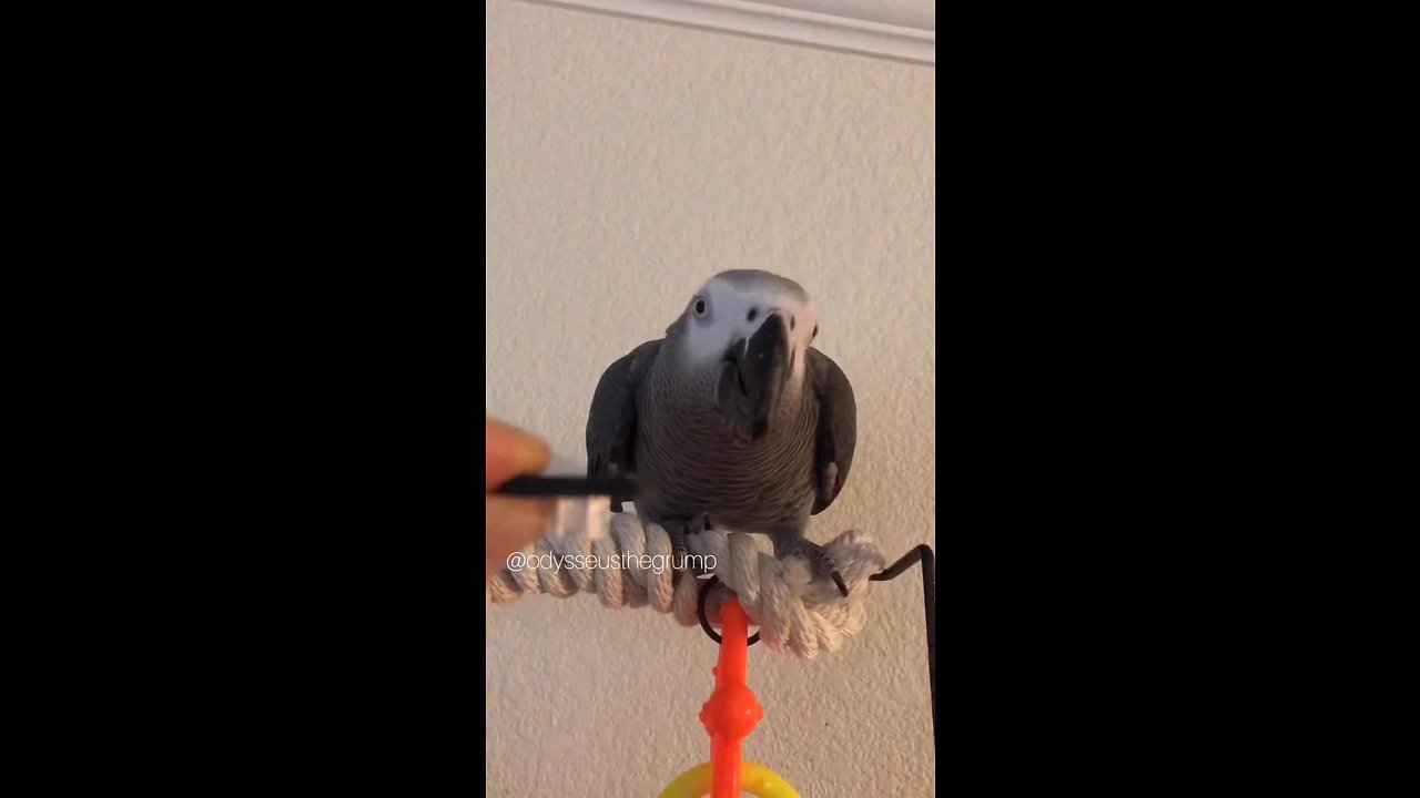 Guilty parrot fully aware she did something bad