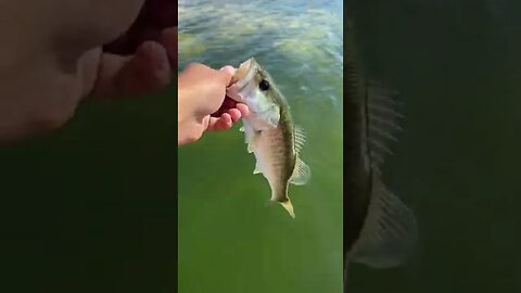 1st little bass on the boat!