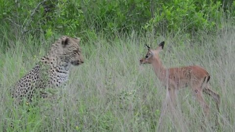 Incredible footage of leopard behaviour during impala kill - Sabi Sand Game Reserve, South Africa-7