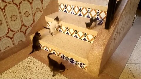 LOOK AT THIS FUNNY KITTENS TRYING TO FOLLOW THEIR MOTHER IN THE STAIRS !! I dare you not to laugh