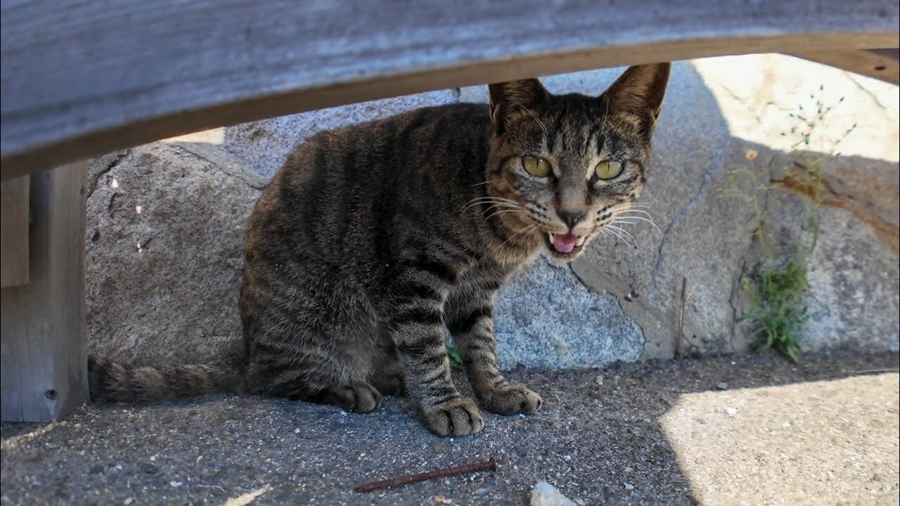 A cat under a chair on the street of Cat Island started talking to me