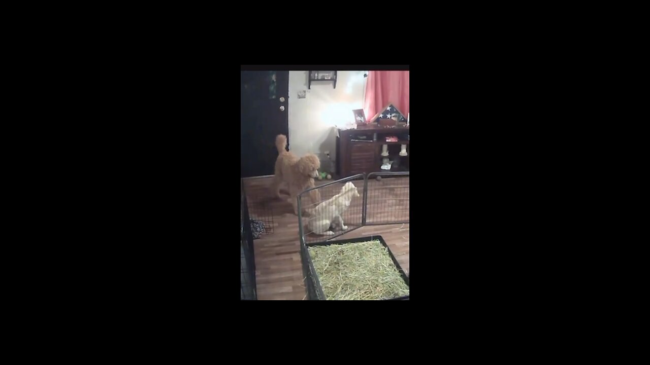 Scarlett the Goldendoodle Having fun with a Golden Retriever Puppy