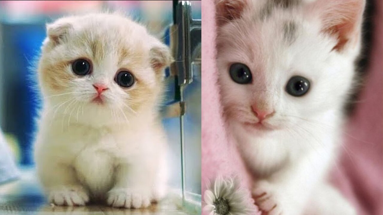 These kittens are very cute, beautiful kittens