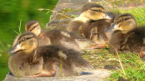 Close-up of the 7 Mallard Duck Ducklings Taking It Easy