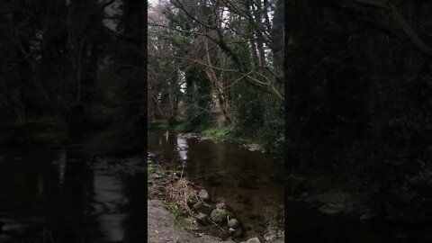 All The Secrets A Forest Keeps tiktok soinmheach