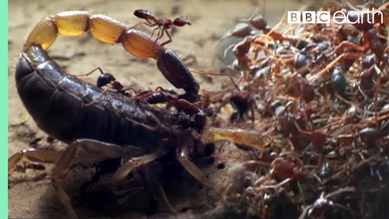 Killer_Ant_Swarm_Butchers_Lone_Scorpion___Superswarm