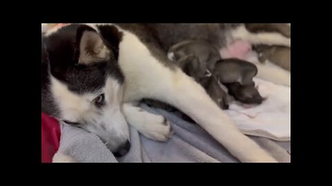 Mama husky has her hands full with eight new puppies