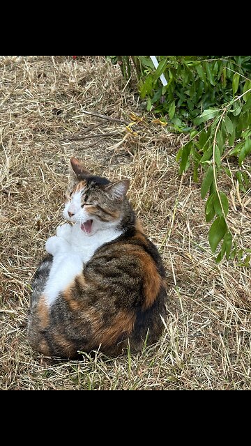 #unhinged #earinfection #antibotics #modernmedicine #funny #hi #hehe #insomniac #insomnia