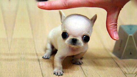 Cutest Funny Cats and Dogs Compilation #9