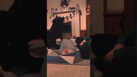 🤣🐶 Funny dogs funniest moments shorts #15 🐕😂 | Funny animal videos 2023