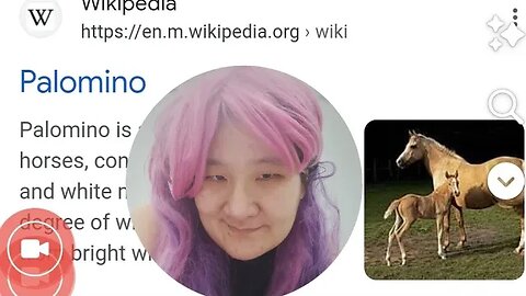KUDA PALOMINO .. PALOMINO HORSE