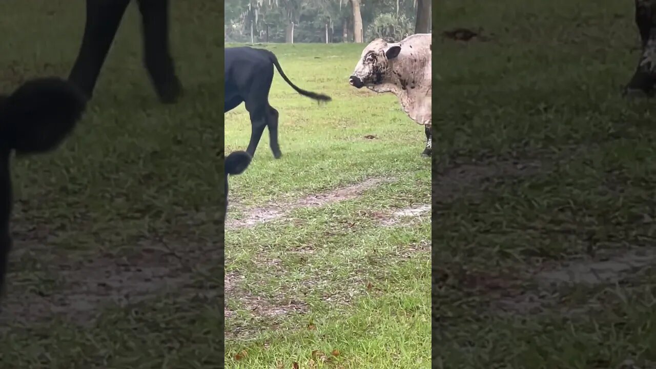 Bulls butting heads, they got me surrounded #cow #cows #bulls #bull #shorts