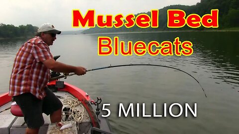 Fishing for blue catfish on mussel beds (Remix) The takedown that changed catfishing forever.