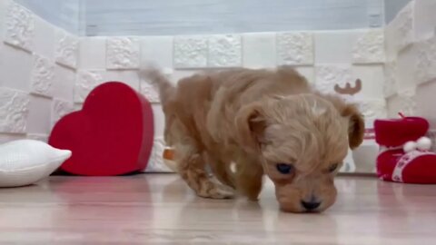 Funniest Dogs And Cats Videos Hub - Best Funny Animal Videos 2023