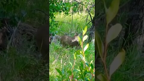 Whitetail Deer Buck!