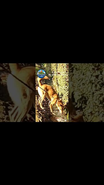 A Cute Dog at the Streams of Granada