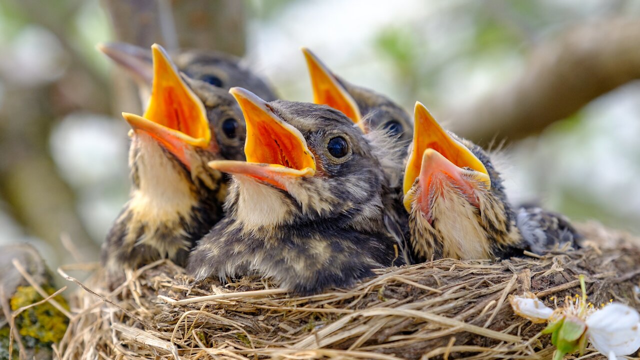 sweet Mother Bird feeding her Little Babies