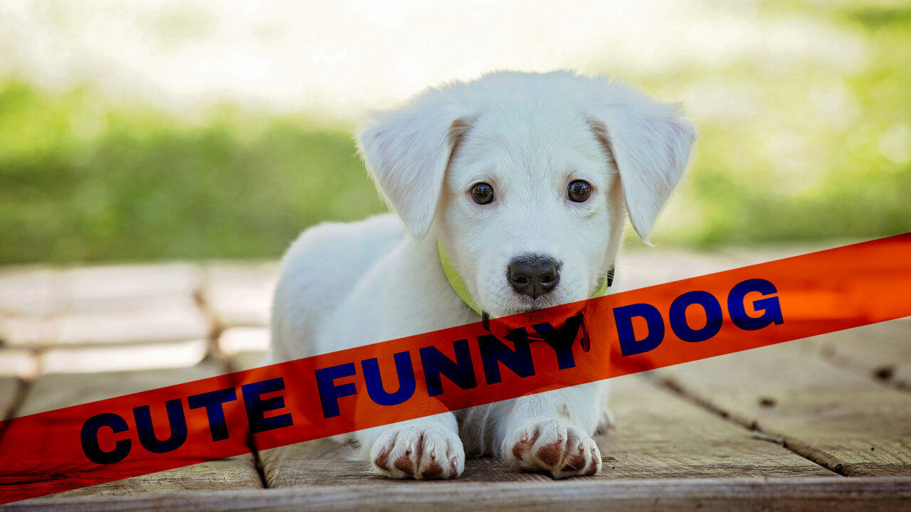 🤣Funny Dog Videos 2020🤣 🐶 It's time to LAUGH with Dog's life