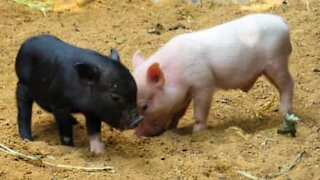 À force de se pencher, elle tombe dans l'enclos à cochons