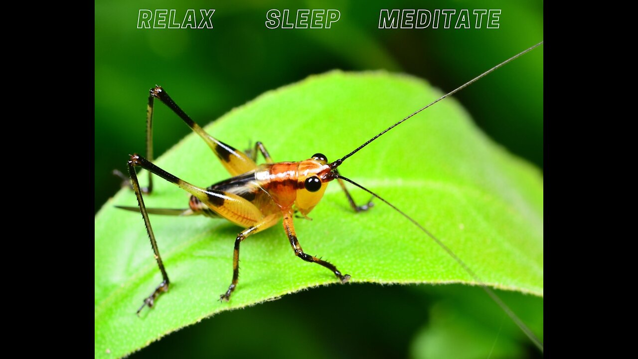 2021 COUNTRYSIDE NIGHTS - JUST CRICKETS - Relax, Meditate or Sleep to the sound of crickets