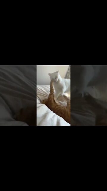 #cats #persiancats #funnycats #shorts #youtubeshorts