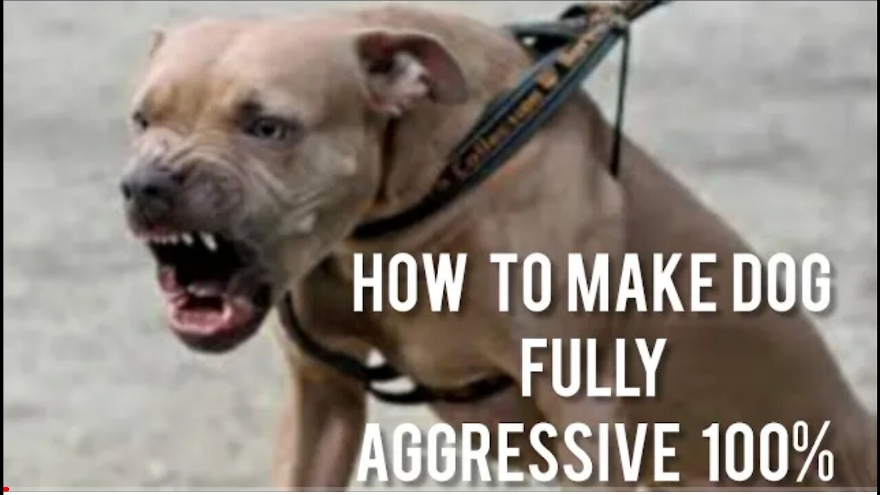 How To Make Dog Become Fully Aggressive With Few Simple Tips