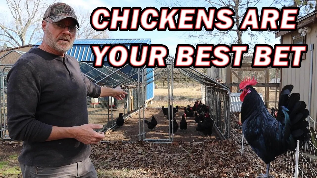 Why chickens are your best bet on your homestead