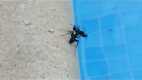 Dead ant given watery send-off