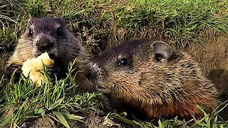 Baby gophers adorably squabble over yummy apple slices