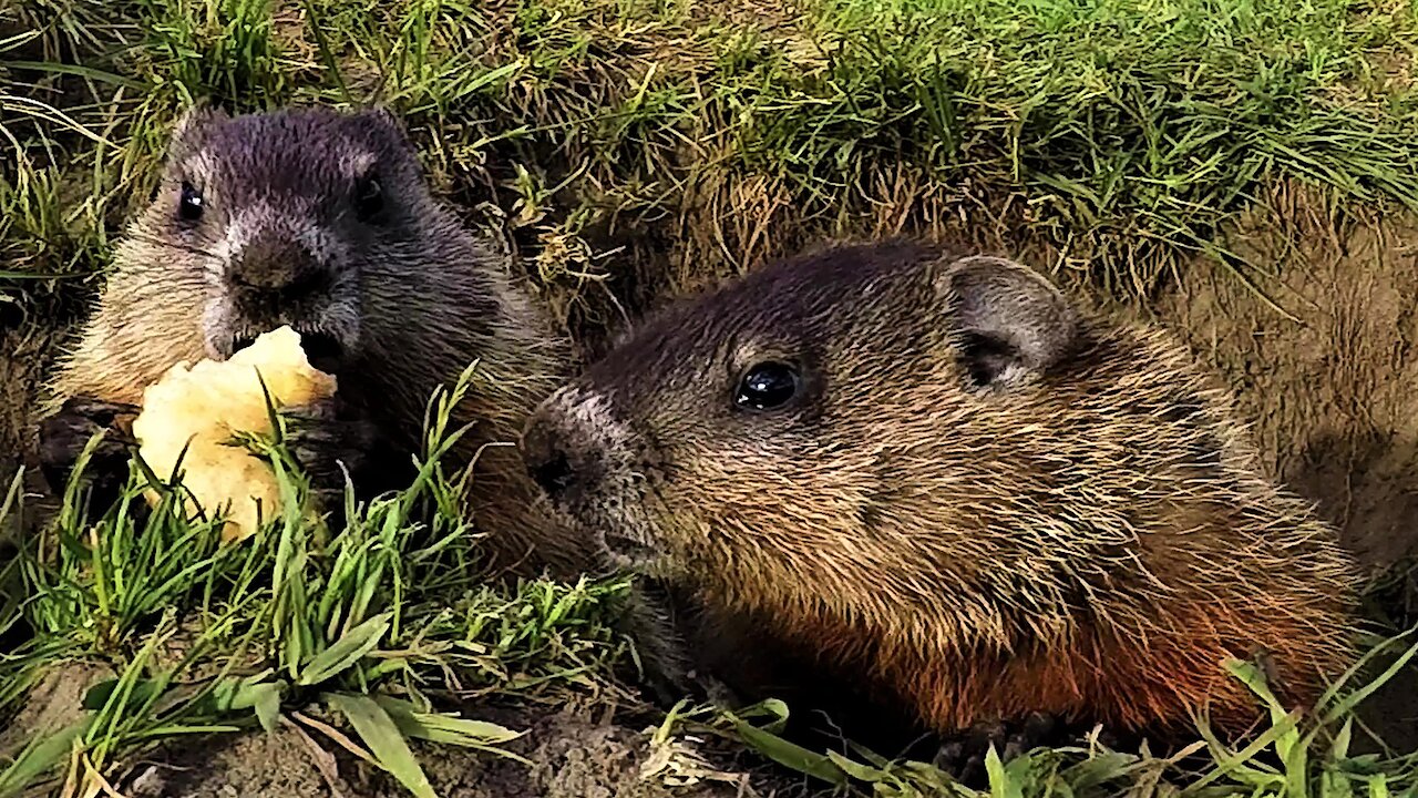 Baby gophers adorably squabble over yummy apple slices