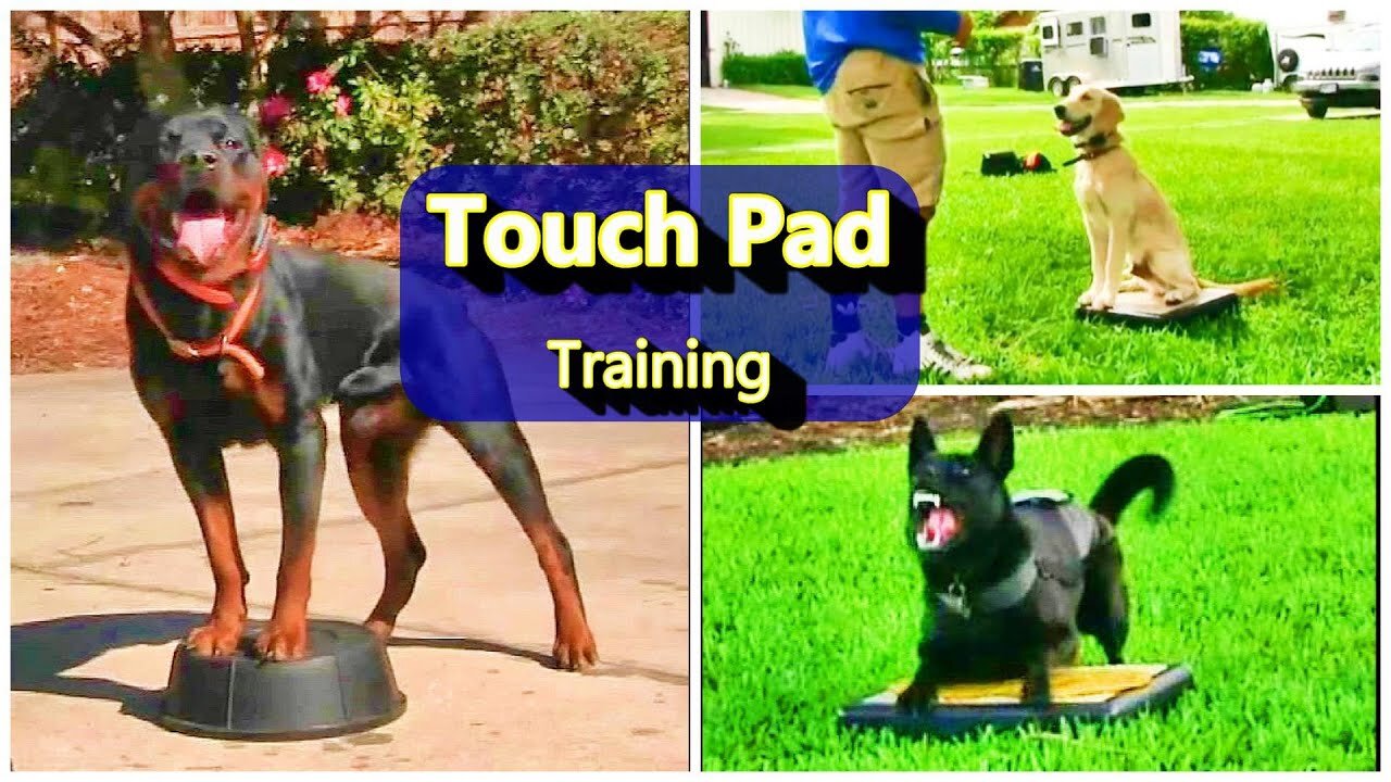 Everyone needs this Dog training skill! Touchpad training