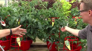 Vegetable plants