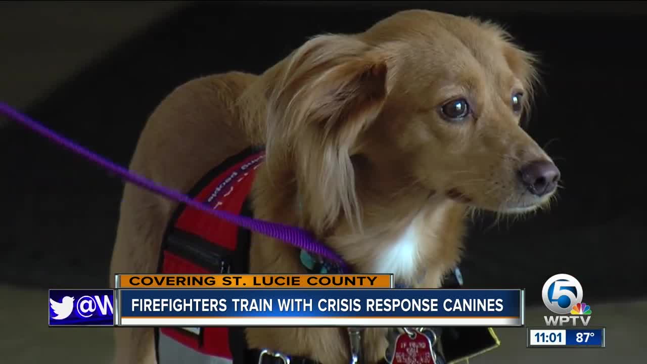 Firefighters train with crisis response canines