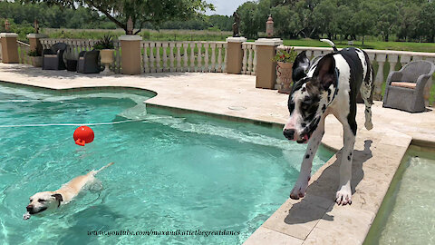 Labrador Shows Great Danes The Joy of Being a Water Dog