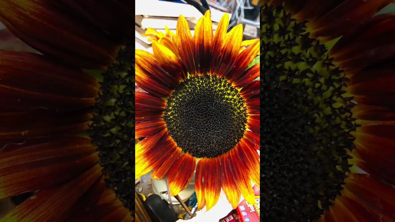 This js a flower but we should have a pumpkin farm