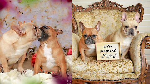 Two French bulldogs expecting puppies are getting attention online for their maternity photo shoot.