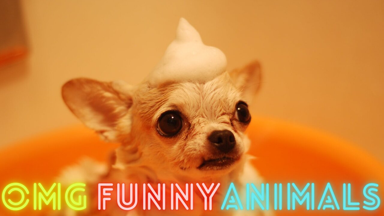 OMG SUPER FUNNY ANIMALS !!