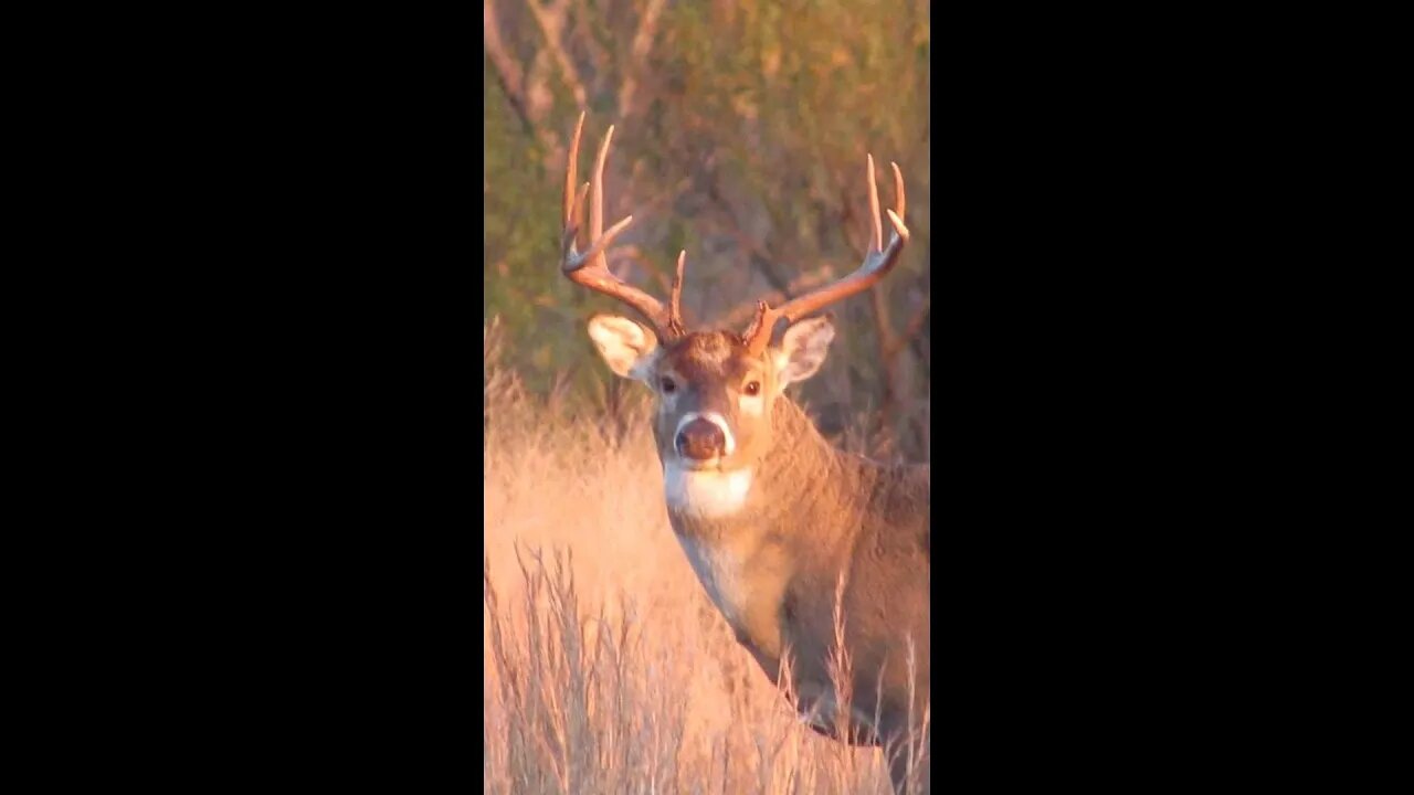 #shorts MASSIVE Southern Illinois buck emerges from the Shawnee National Forest!