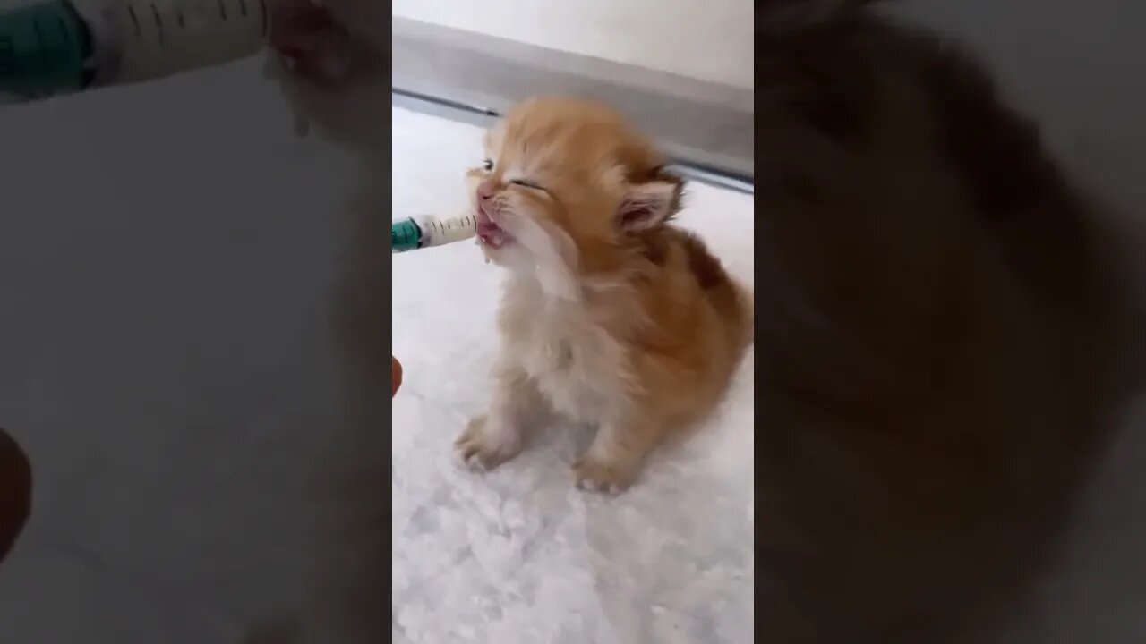 Kitten is drinking milk with a feeding syringe