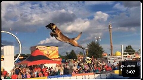 Belgian Malinois, Amazing Athlete!!!