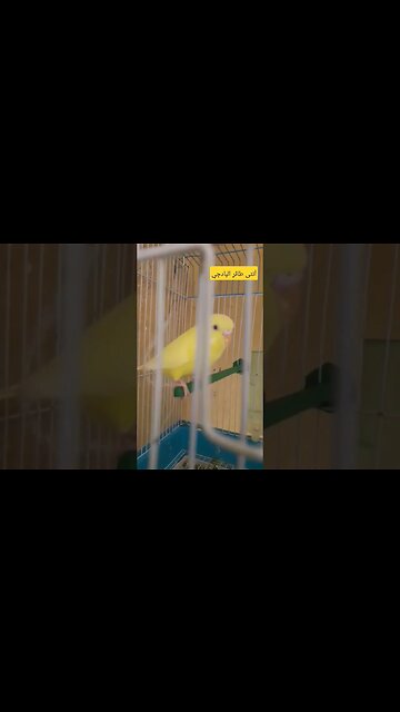 أنثى طائر البادجى كيوت روعة