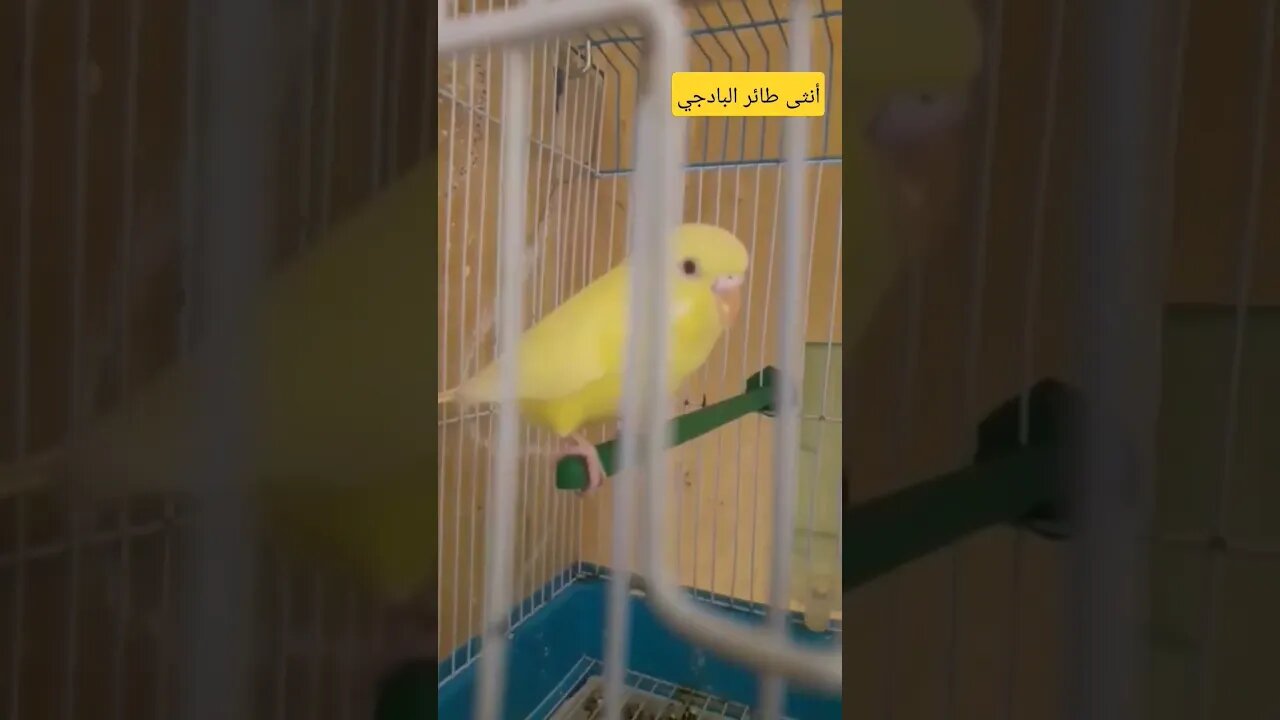 أنثى طائر البادجى كيوت روعة