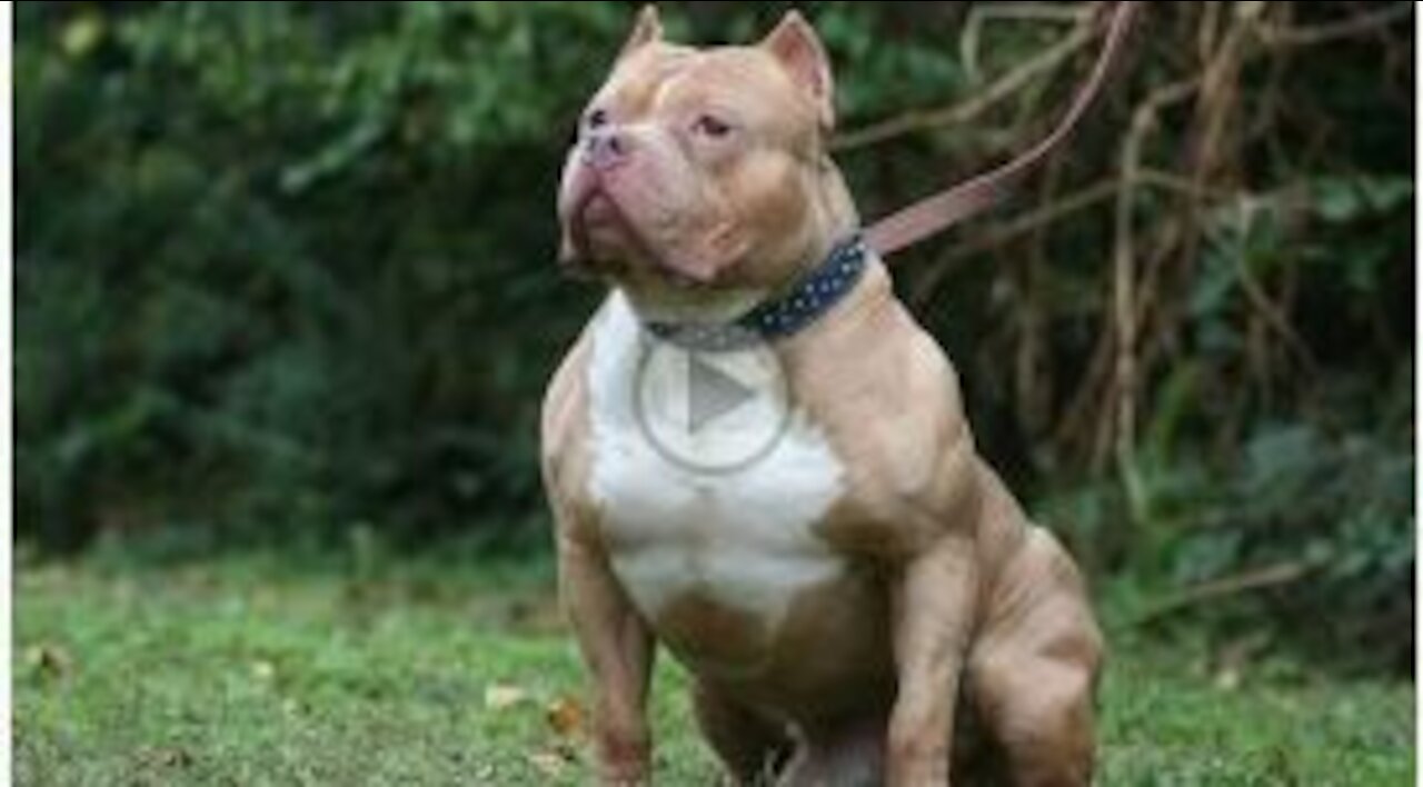 American Bully _ Killer Attitude _ Top Dangerous Dog in the World __ #dog | cutest overloaded |