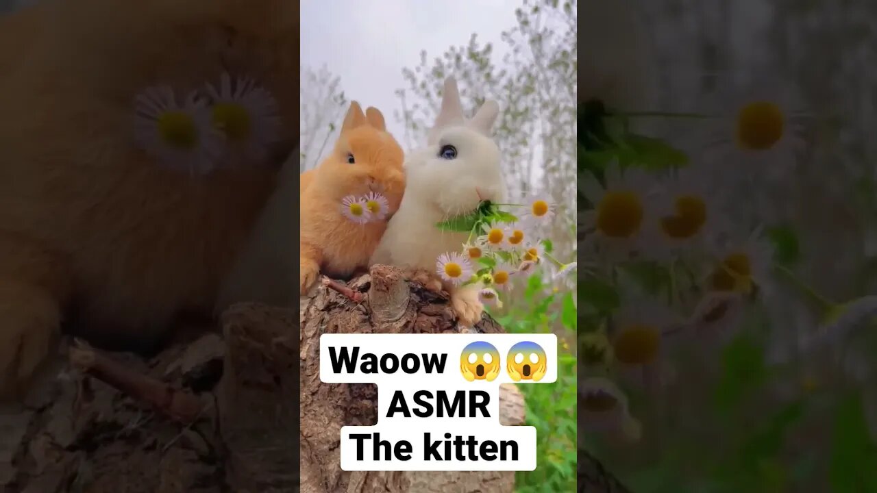 ASMR | The Eating Sound rabbit | #viralvideo #youtubevideo #asmr #mukbang #food #funnyanimals