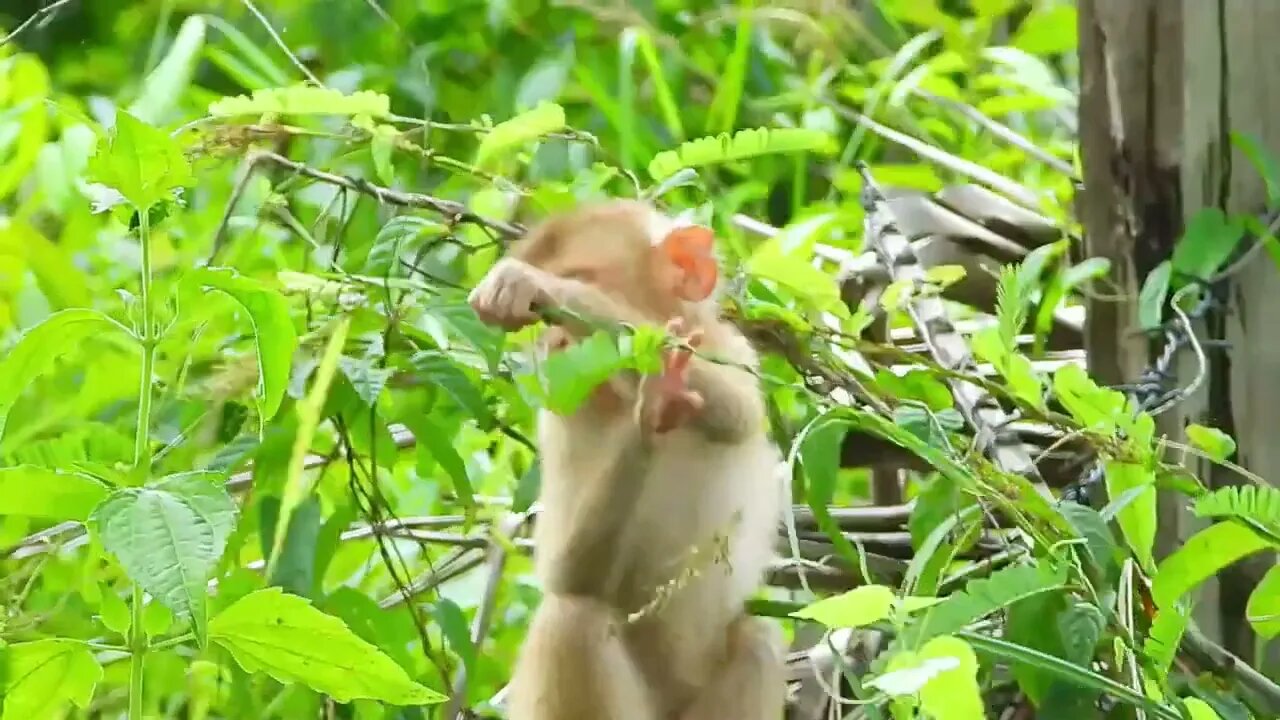 Sad poor monkey kley stares at the sky because he misses his mom24 5