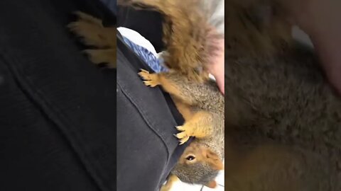 Wait For His Face tiktok squirrely beans