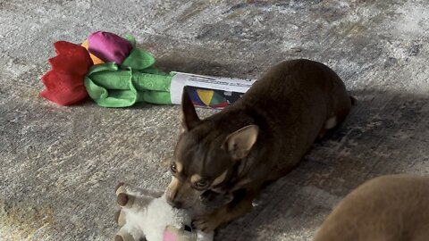 Chihuahua don’t touch my toy