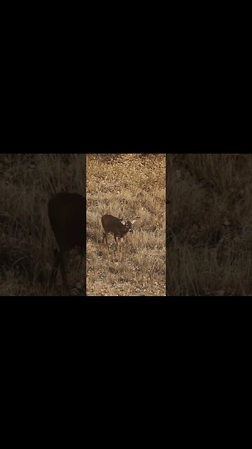 A Bowhunters Dream To Reality